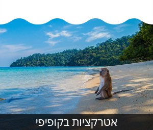 אטרקציות בפוקט